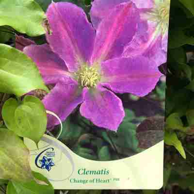 Clematis `Change of Heart` (Powojnik)