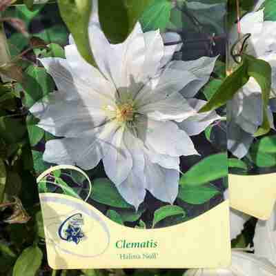 Clematis `Halina Noll` (Powojnik)