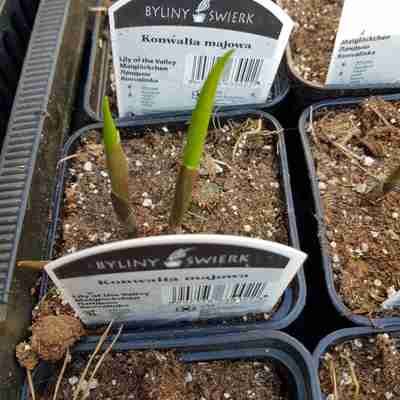 Convallaria majalis (Konwalia majowa)