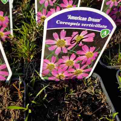 Coreopsis rosea `American Dream` (Nachyłek różowy)