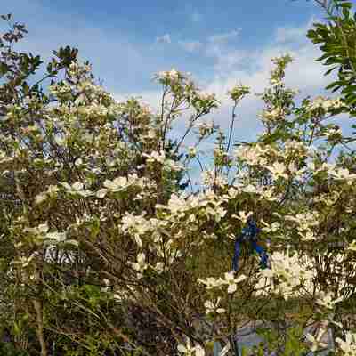 Cornus florida (Dereń kwiecisty)