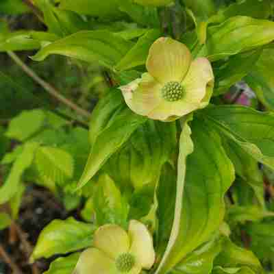 Cornus kousa x florida `Stellar Pink` (Dereń kousa)