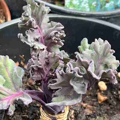 Crambe maritima (Modrak morski)