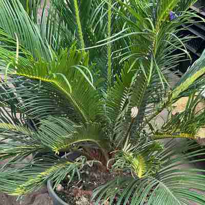 Cycas revoluta (Sagowiec odwinięty)