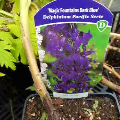 Delphinium `Magic Fountains Deep Rose White Bee` (Ostróżka)