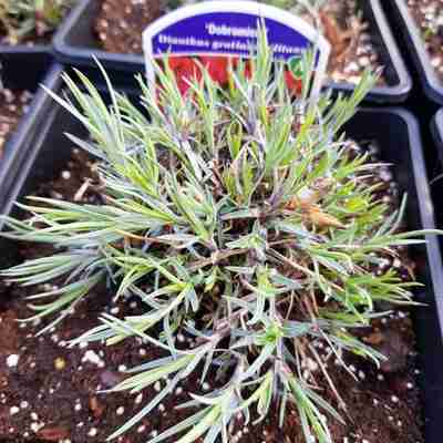 Dianthus gratianopolitanus `Dobromierz` (Goździk siny)