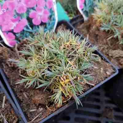 Dianthus gratianopolitanus `Konstancja` (Goździk siny)
