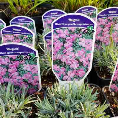 Dianthus gratianopolitanus `Małgosia` (Goździk siny)