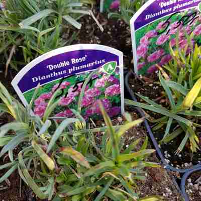 Dianthus plumarius `Double Rose` (Goździk postrzępiony)