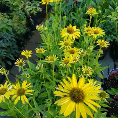 Echinacea `Cleopatra` (Jeżówka)