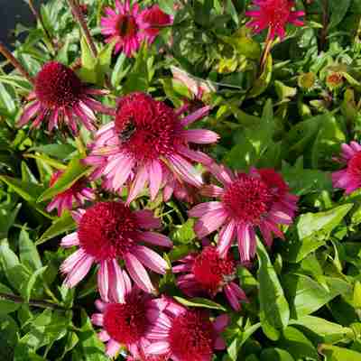 Echinacea purpurea `Delicious Candy` (Jeżówka purpurowa)