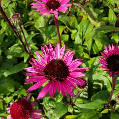 Echinacea purpurea `Fatal Attraction` (Jeżówka purpurowa)