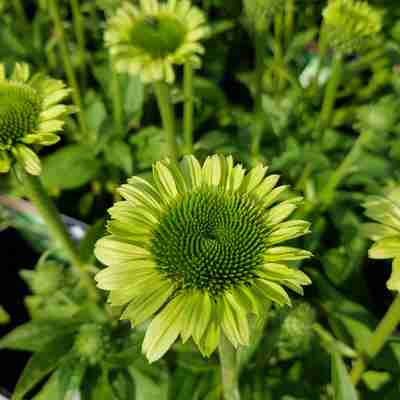 Echinacea purpurea `Green Jewel` (Jeżówka purpurowa)