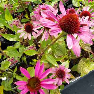 Echinacea purpurea `Little Magnus` (Jeżówka purpurowa)