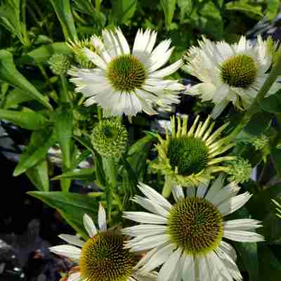 Echinacea purpurea `Virgin` (Jeżówka purpurowa)