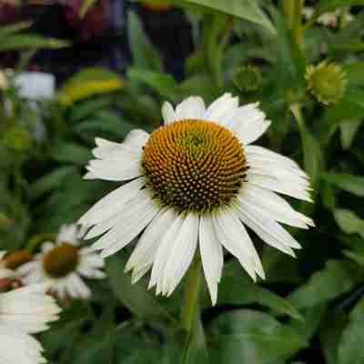 Echinacea purpurea `White Meditation` (Jeżówka purpurowa)