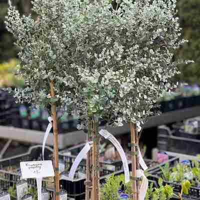 Eucalyptus gunnii (Eukaliptus)