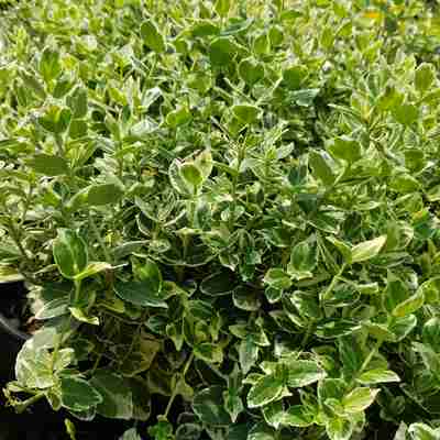 Euonymus fortunei `Emerald Gaiety` (Trzmielina Fortune'a)