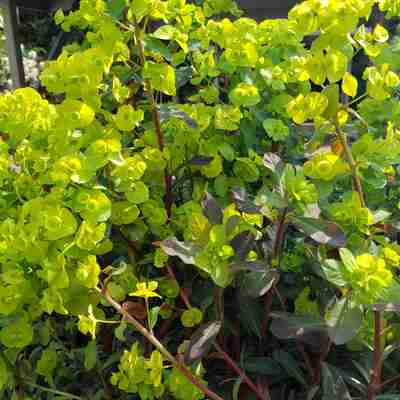 Euphorbia amygdaloides (Wilczomlecz migdałolistny)