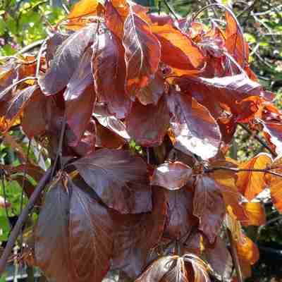 Fagus sylvatica (Buk pospolity)