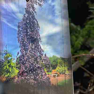 Fagus sylvatica `Black Swan` (Buk pospolity)