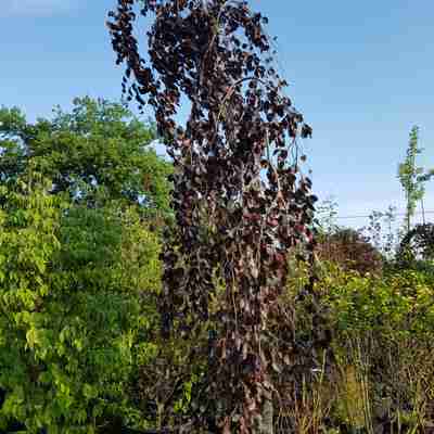 Fagus sylvatica `Purple Fountain` (Buk pospolity)