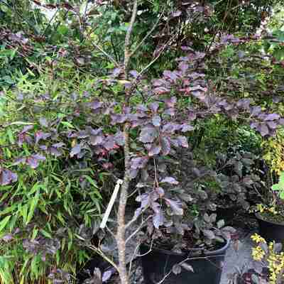 Fagus sylvatica `Tricolor` (Buk pospolity)