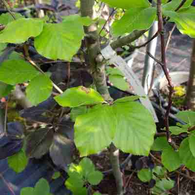Fagus sylvatica `Zlatia` (Buk pospolity)