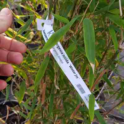 Fargesia nitida `Winter Joy` (Fargesia lśniąca)