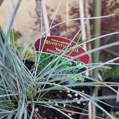 Festuca glauca `Azurit` (Kostrzewa sina)