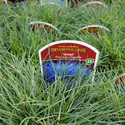 Festuca glauca `Eisvogel` (Kostrzewa sina)