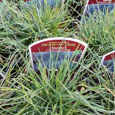 Festuca glauca `Elijah Blue` (Kostrzewa sina)