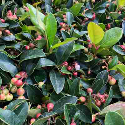 Gaultheria procumbens (Golteria rozesłana)