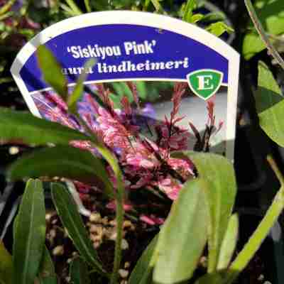 Gaura lindheimeri `Siskiyou Pink` (Gaura Lindheimera)