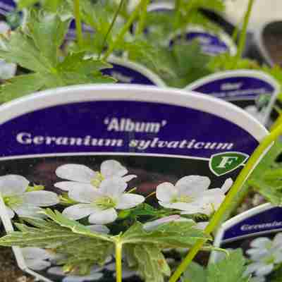 Geranium sylvaticum `Album` (Bodziszek leśny)