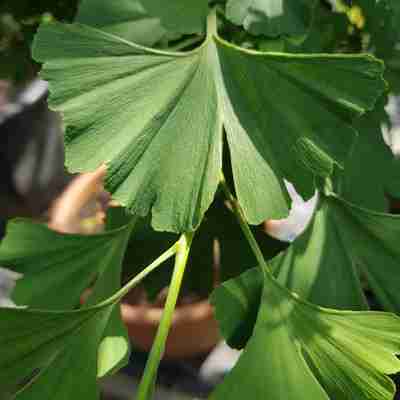 Ginkgo biloba `Baldi` (Miłorząb dwuklapowy)