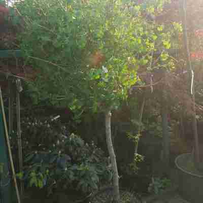 Ginkgo biloba `Globosa` (Miłorząb dwuklapowy)