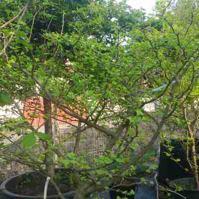 Ginkgo biloba `Horizontalis` (Miłorząb dwuklapowy)