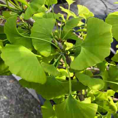 Ginkgo biloba `Mayfield` (Miłorząb dwuklapowy)