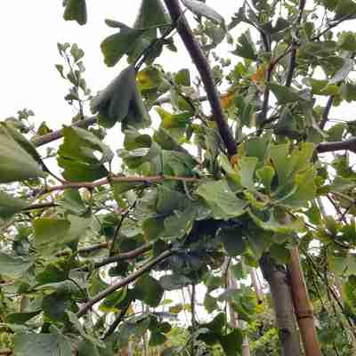 Ginkgo biloba `Pendula` (Miłorząb dwuklapowy)