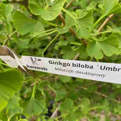 Ginkgo biloba `Umbrella` (Miłorząb dwuklapowy)