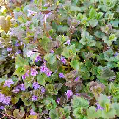 Glechoma hederacea (Bluszczyk kurdybanek)