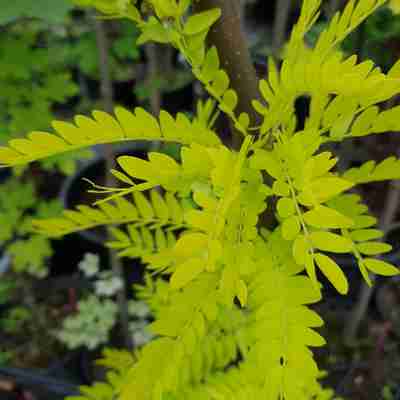 Gleditsia triacanthos `Sunburst` (Glediczja trójcierniowa)