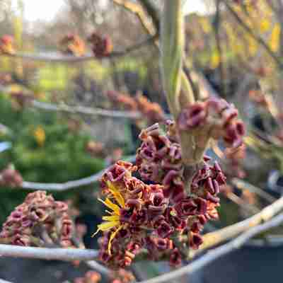 Hamamelis intermedia `Diane` (Oczar pośredni)