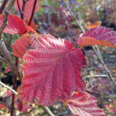Hamamelis intermedia `Yamina` (Oczar pośredni)