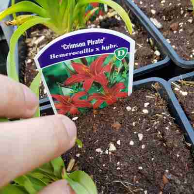 Hemerocallis `Crimson Pirate` (Liliowiec)
