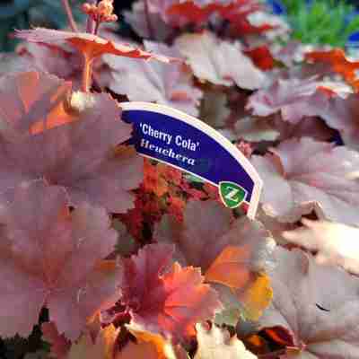 Heuchera `Cherry Cola` (Żurawka)