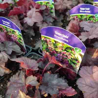 Heuchera `Grape Soda` (Żurawka)