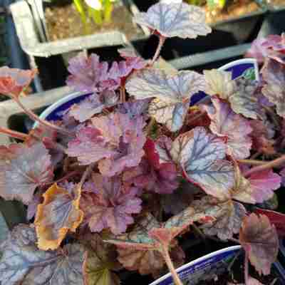 Heuchera `Silver Scrolls` (Żurawka)