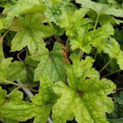 Heucherella `Kimono` (Żuraweczka)